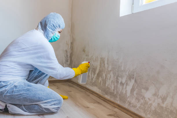 Licensed Attic Mold Removal service in Lebanon, PA - WQB Mold Removal